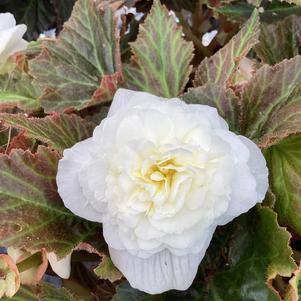 Begonia 'Cream Shades (seed)'