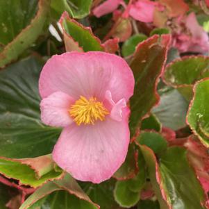 Begonia 'Pink (seed)'