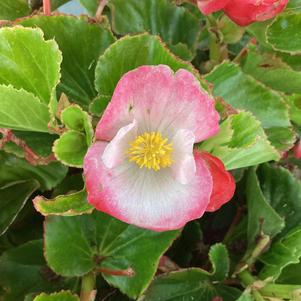 Begonia 'Rose Bicolor (seed)'