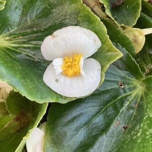 Begonia 'White (seed)'