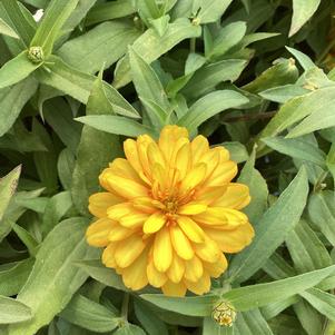 Zinnia 'Deep Yellow (seed)'
