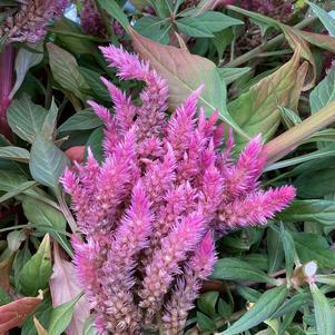 Celosia 'Pink℗'