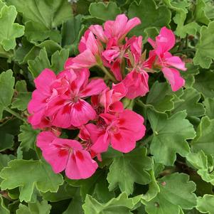 Geranium - Interspecific 'Pink Splash℗'