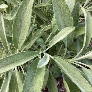 Salvia officinalis (Sage) 'Silver Scent'