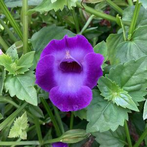 Torenia 'Large Violet'