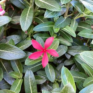 Vinca (Catharanthus) 'Red Shades'