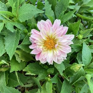 Dahlia 'Rose Bicolor IMP'