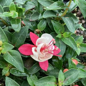 Fuchsia 'Semi-Double Rose-White'