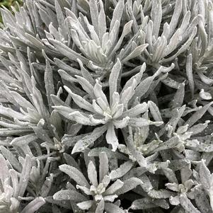 Helichrysum 'Broadleaf Sliver'
