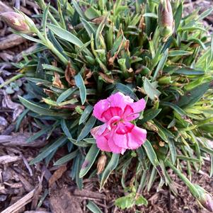 Dianthus 'Pink Swirl'