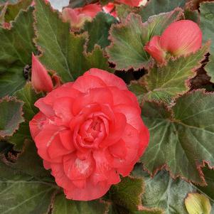 Begonia 'Blush Rose'
