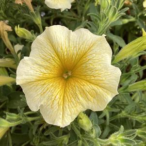 Petunia 'Saffron Finch™'