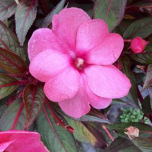 Impatiens - New Guinea 'Light Pink'