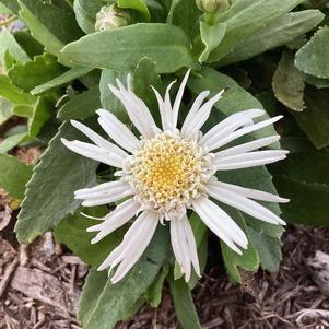 Leucanthemum 'Carpet Angel Daisy®'