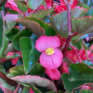 Begonia 'Rose on Green (seed)'