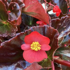 Begonia 'Red on Chocolate (seed)'