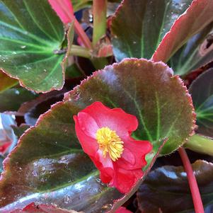 Begonia 'Coral Flame on Bronze (seed)'