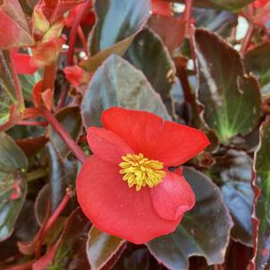 Begonia 'Red on Bronze (seed)'