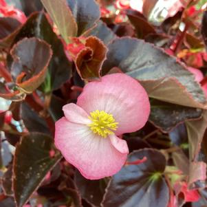 Begonia 'Pink on Chocolate (seed)'