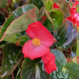Begonia 'Coral Flame on Green (seed)'