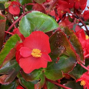 Begonia 'Red on Green (seed)'