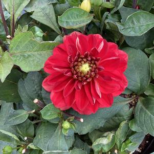 Dahlia 'Perfect Red'