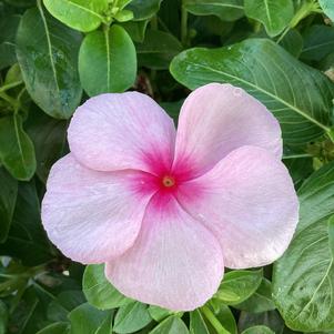 Vinca (Catharanthus) 'Rose Morning (seed)'