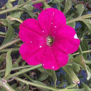 Petunia 'Deep Pink IMP (seed)'