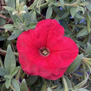 Petunia 'Red (seed)'