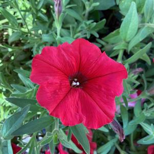 Petunia 'Red Gen 2 (seed) Exp'