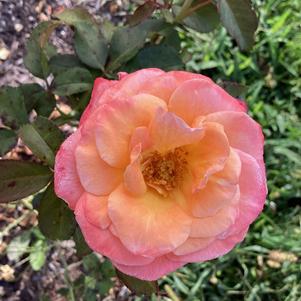 Rose 'BA034B Bicolor'