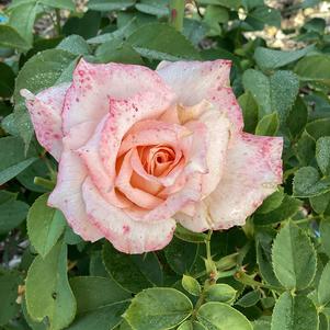 Rose 'BA261P Pink'