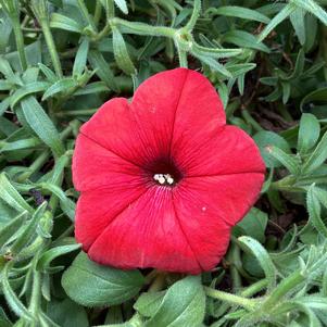 Petunia 'Red (Smartunia) (Intrinsa)'