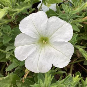 Petunia 'White (Smartunia) (Intrinsa)'