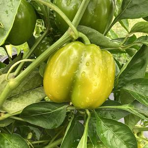 Pepper - Edible Vegetable 'Trailblazer (Seed)'