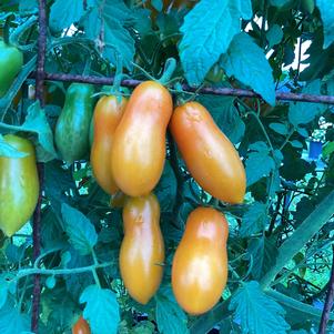 Tomato 'Sun Dipper (seed)'