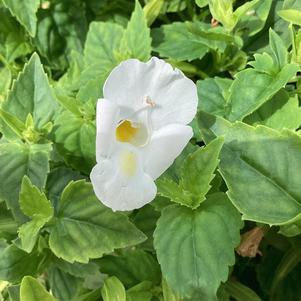 Torenia 'Bouquet White'