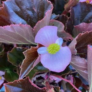 Begonia 'Light Pink Bronzeleaf (seed)'