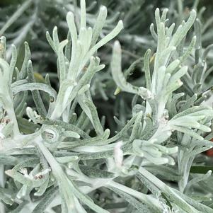 Helichrysum 'Silver Threads'