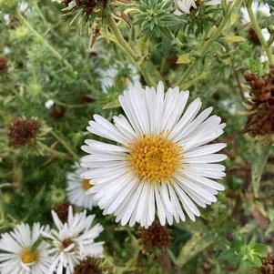 Aster 'Providence'