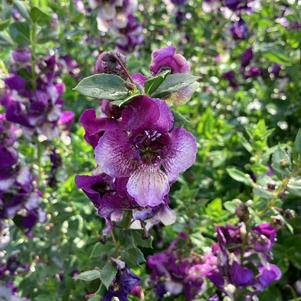 Angelonia 'Violet Bicolor'