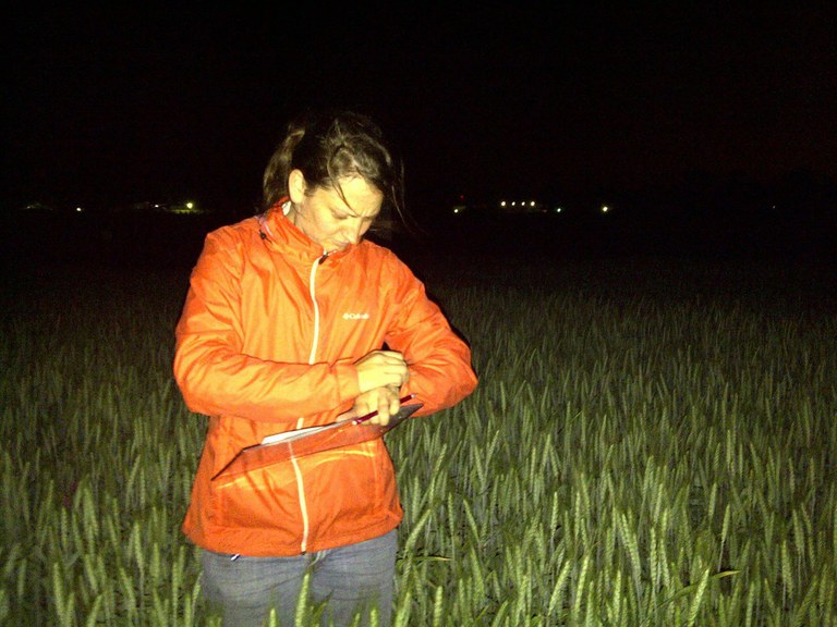 Ariel conducting night fieldwork at CIMMYT