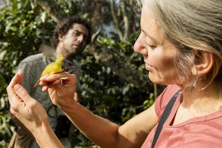 Amanda Rodewald, the Garvin Professor of Ornithology and director of conservation science at the Lab of Ornithology, examines a mourning warbler caught in one of her mistnets on a shade coffee farm in Jardin, Colombia. Photo by Cornell Lab of Ornithology