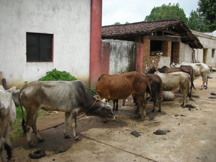 The researchers found that, in an area of India that has a high burden of malaria, most of the mosquitoes that are known to transmit malaria rest in cattle sheds and feed on both cows and humans. Image: Jessica Waite/Penn State
