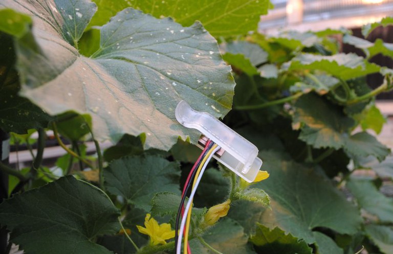Amin Afzal's Leafy plant moisture sensor
