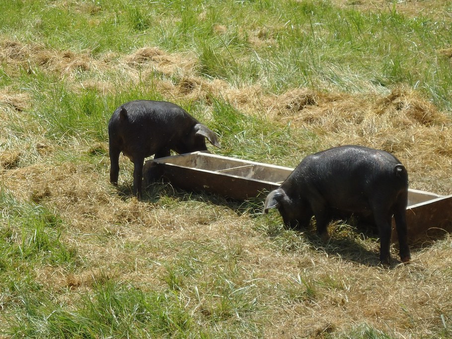 Pigs at Rodale 2012