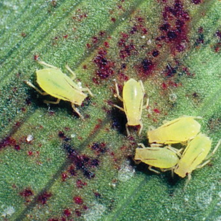 Adult aphids on sorghum
