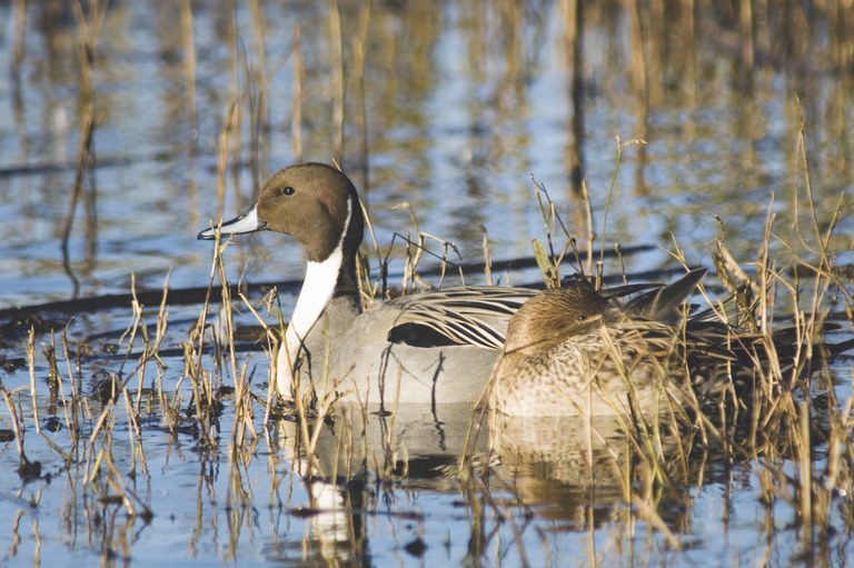 Pintail duck. Photo by Bigstock