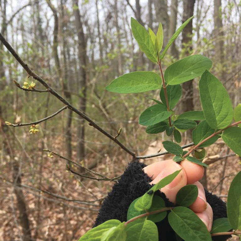 In early spring, northern spicebush, a native shrub, is just breaking buds (left), while an invasive shrub, Morrow's honeysuckle, has well-developed leaves (right). Photo: Erynn Maynard-Bean