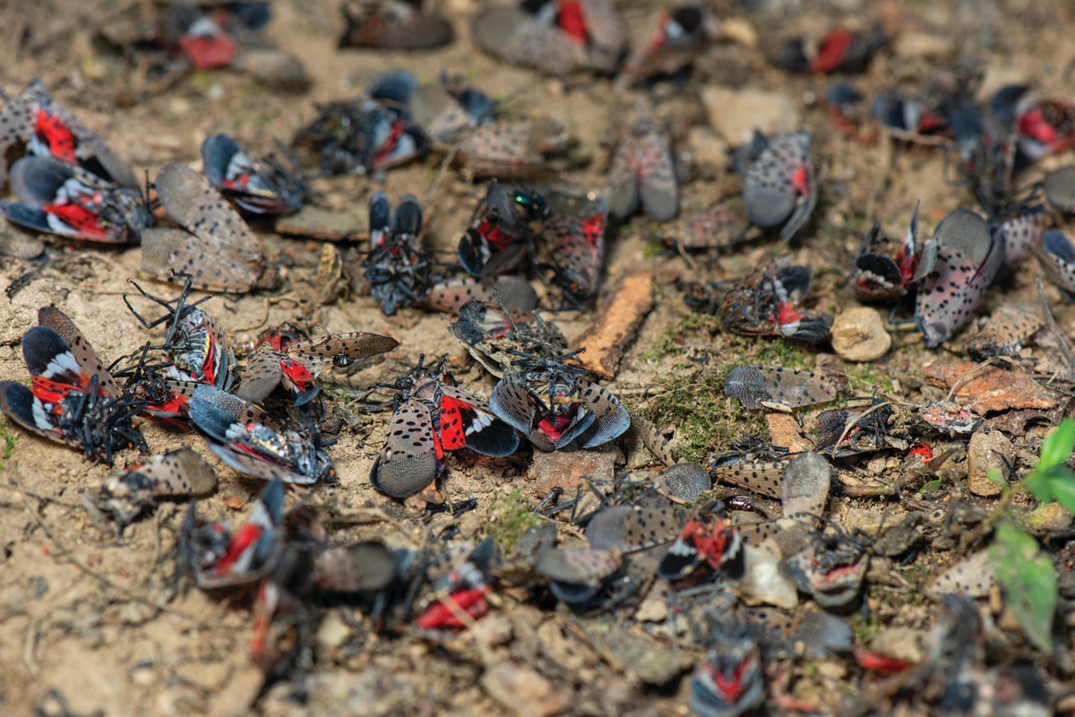 https://agsci.psu.edu/magazine/articles/2021/winter-spring/so-long-spotted-lanternfly/@@images/image